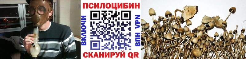 Псилоцибиновые грибы Psilocybine cubensis  где найти наркотики  мега ССЫЛКА  Курганинск 